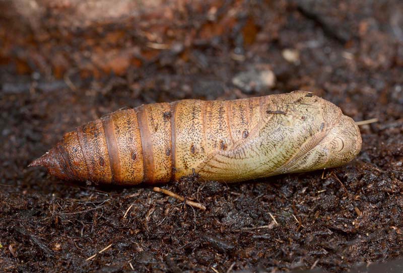 Sfarfallamento di Hyles euphorbiae